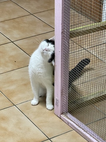 Pourquoi choisir une pension pour chats près d’Annecy ?
