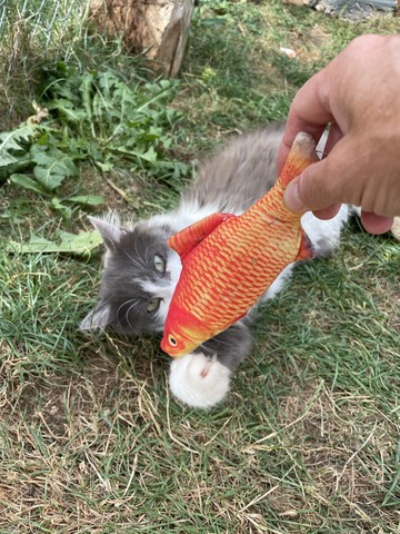 Les tarifs de la pension pour chats près d’Aix-les-Bains