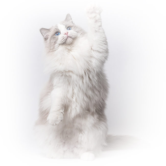 Confiez votre petit compagnon à la Maison des Chats 