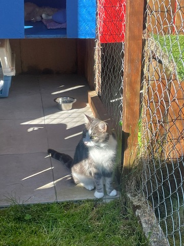 La Maison des chats de Valérie