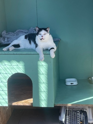 La Maison des chats de Valérie