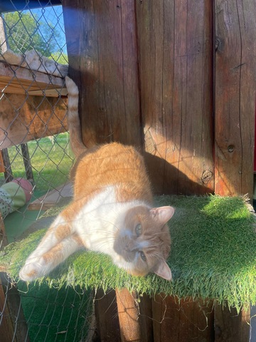 La Maison des chats de Valérie