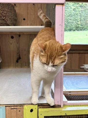 La Maison des chats de Valérie