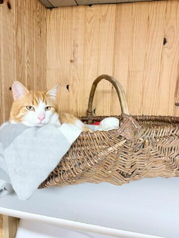 La Maison des chats de Valérie