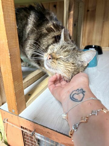 La Maison des chats de Valérie