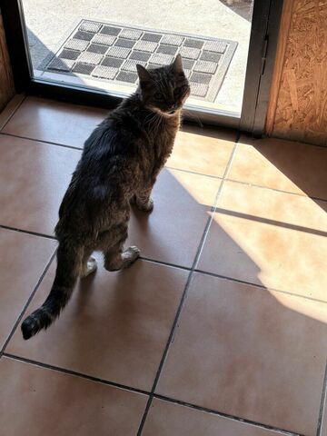 La Maison des chats de Valérie