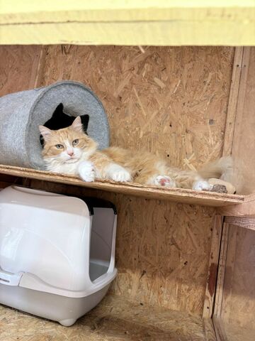 La Maison des chats de Valérie