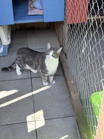 La Maison des chats de Valérie