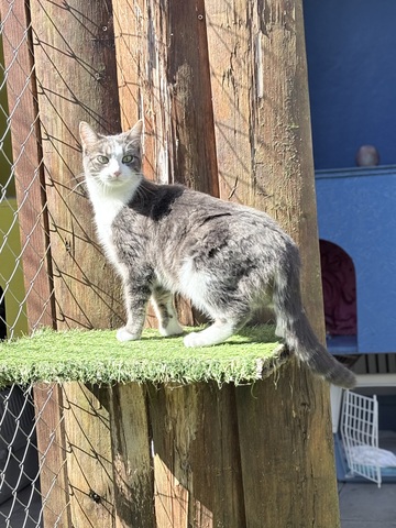 La Maison des chats de Valérie