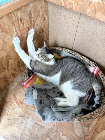 La Maison des chats de Valérie