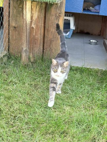 La Maison des chats de Valérie