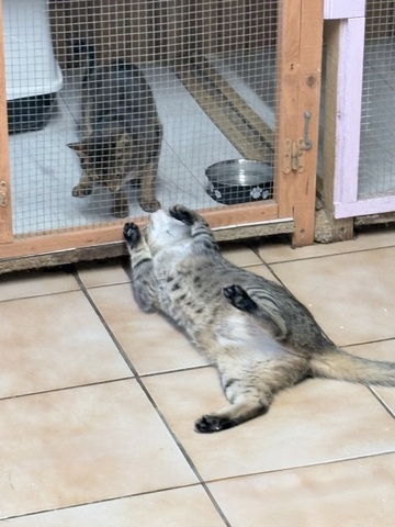 La Maison des chats de Valérie