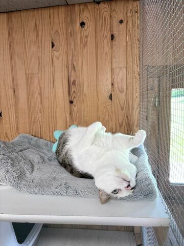 La Maison des chats de Valérie